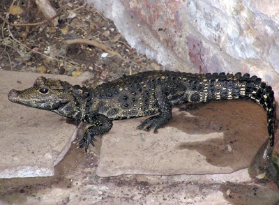 Dwarf Crocodile at Bristol Zoo